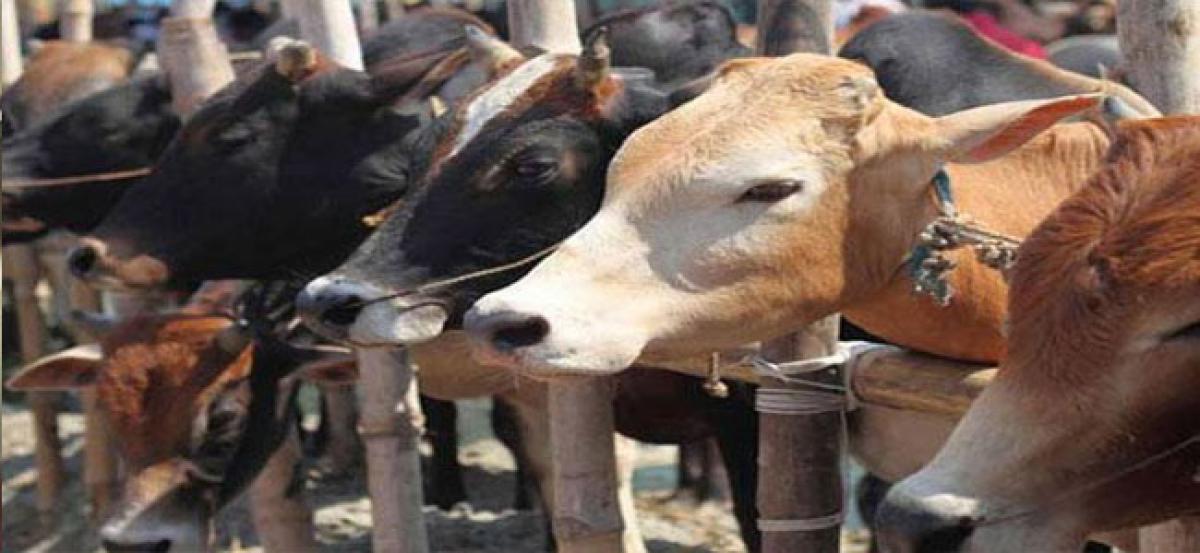 Call to nix cow slaughter ban