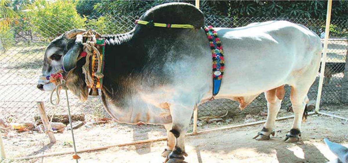 Ongole, Ponganuru cow breeds to be promoted