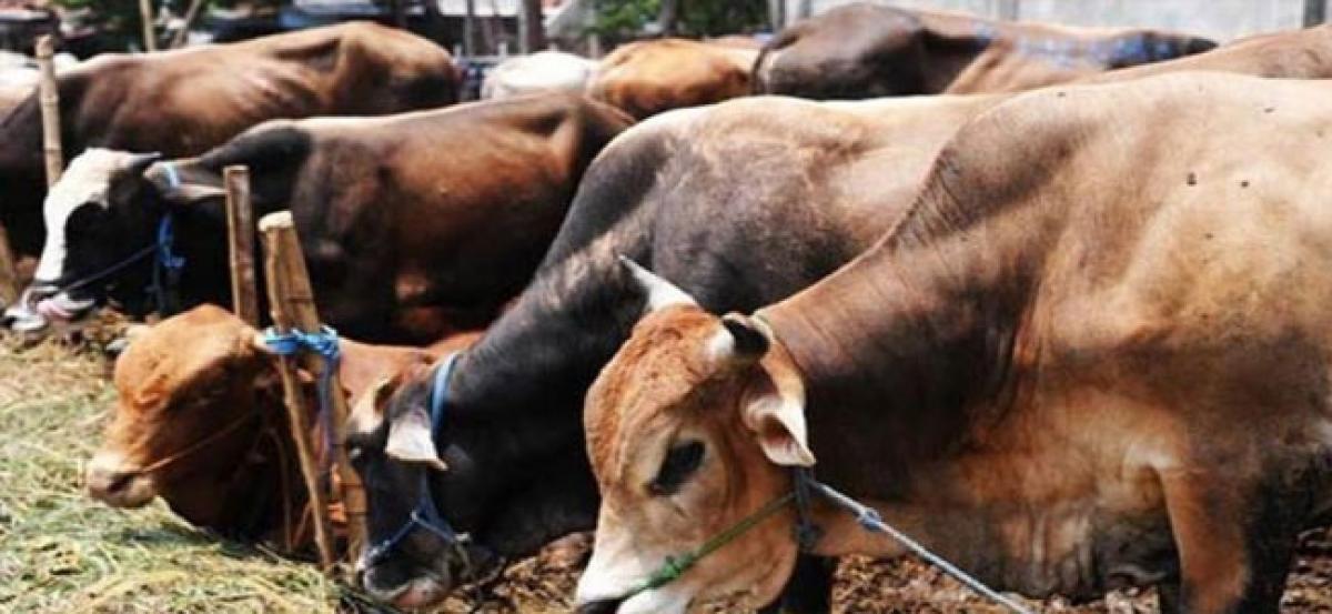 Cow vigilantism is mob violence, onus on states to prevent lynching: Supreme Court