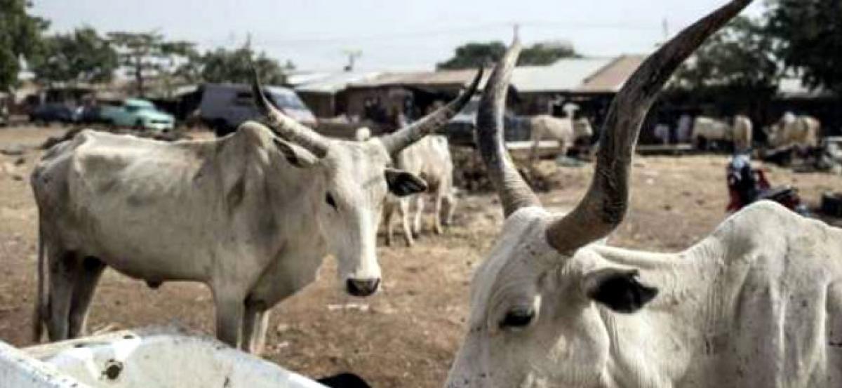 We want you to take prompt action: Bombay HC to Mumbai Police on illegal slaughter of cattle