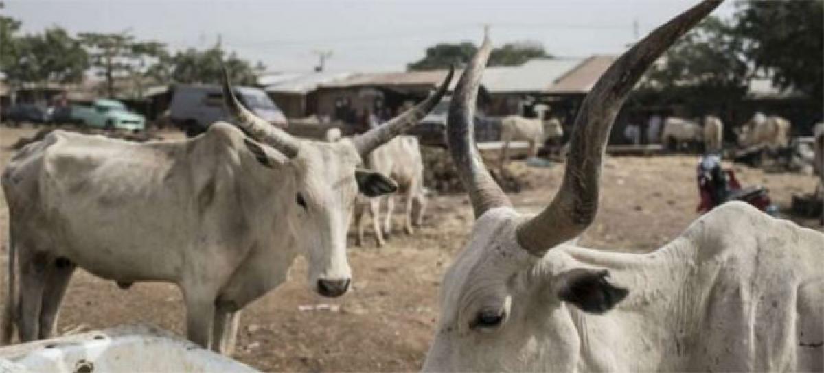 Shifting of cattle to slaughterhouses on the rise
