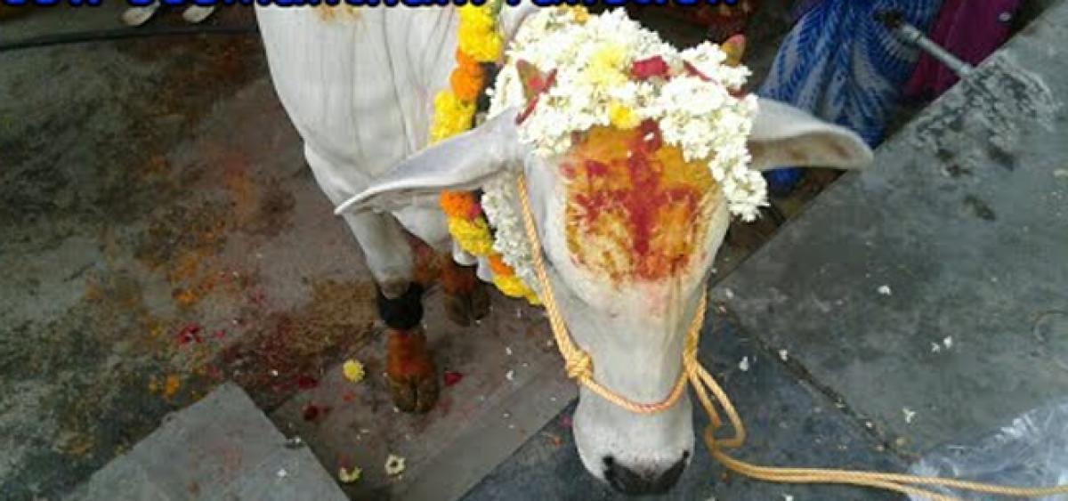 ‘Simantham’ to cow performed