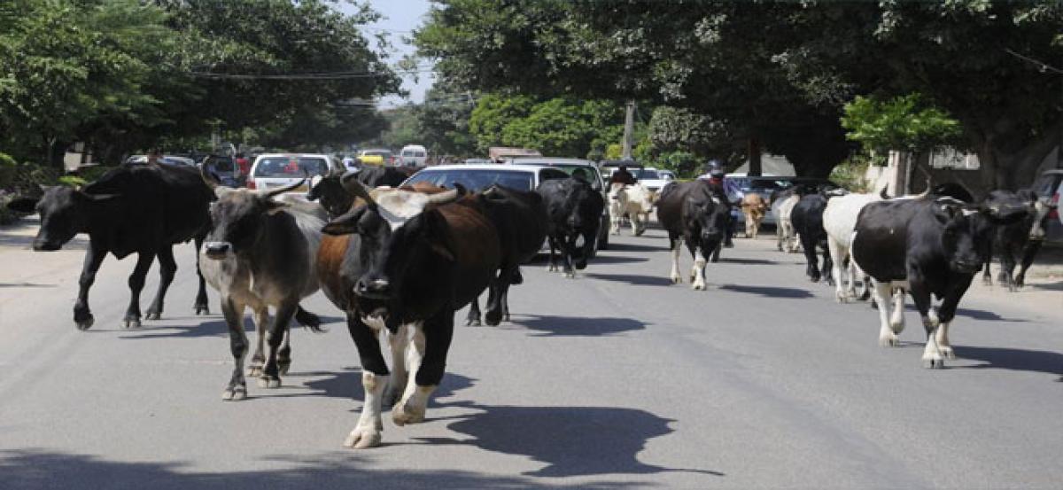 Cows to be sheltered at Chendurthi