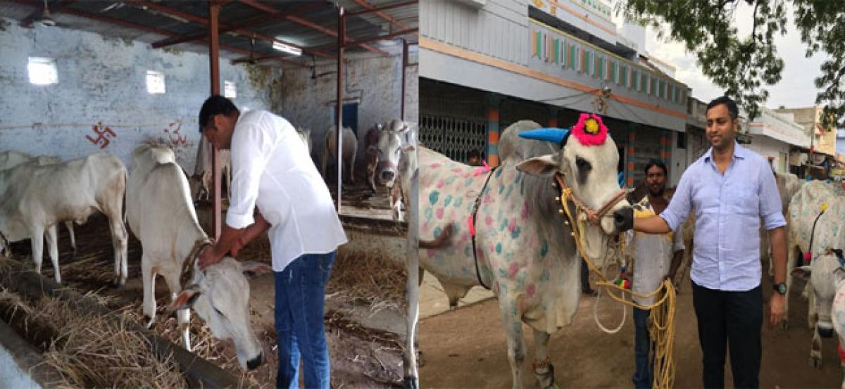 Penchant for tending Ongole cows