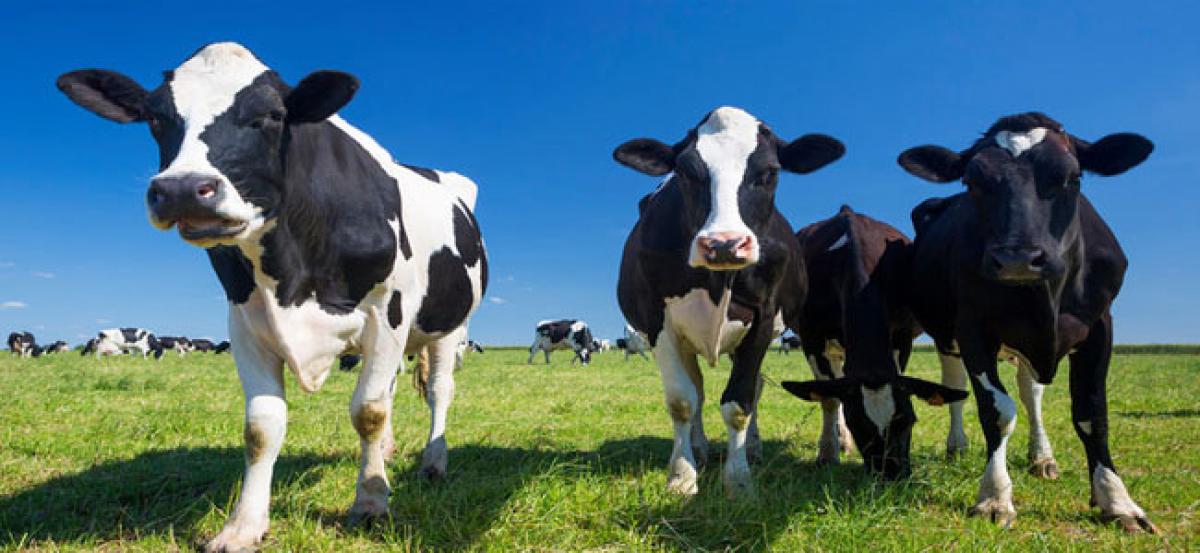 Scientists developing heat-resistant cows of the future