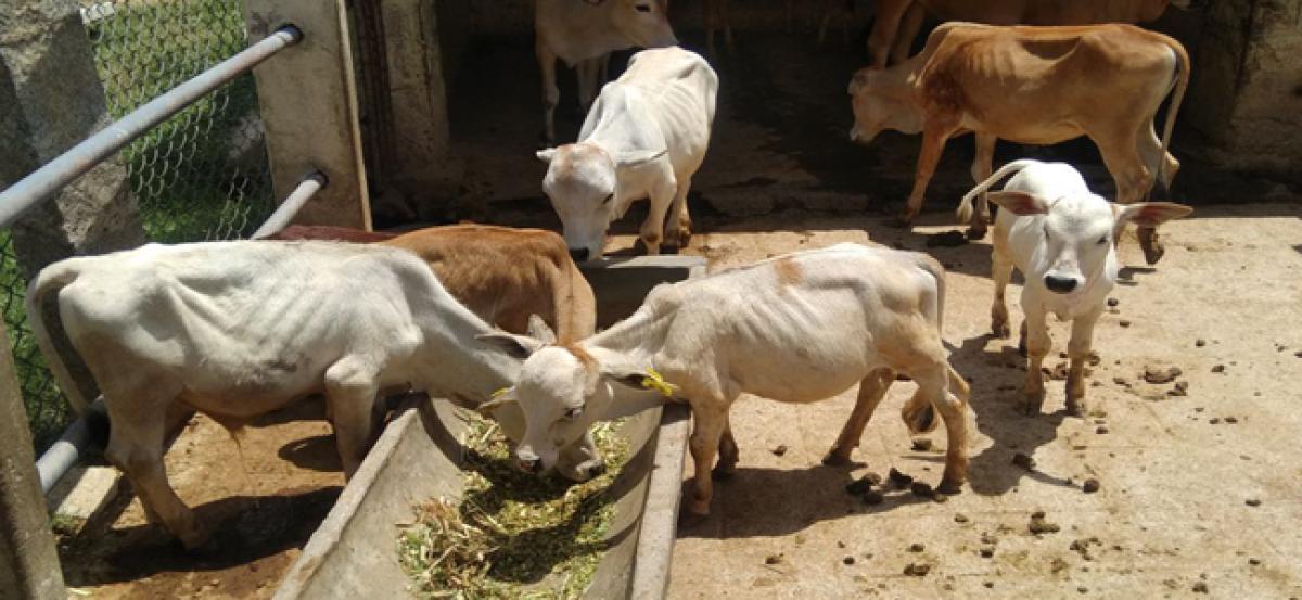 Bio-security farm set up to save Punganuru cattle