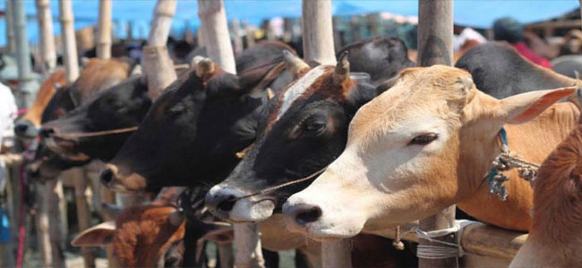 50 cows found dead in Eluru