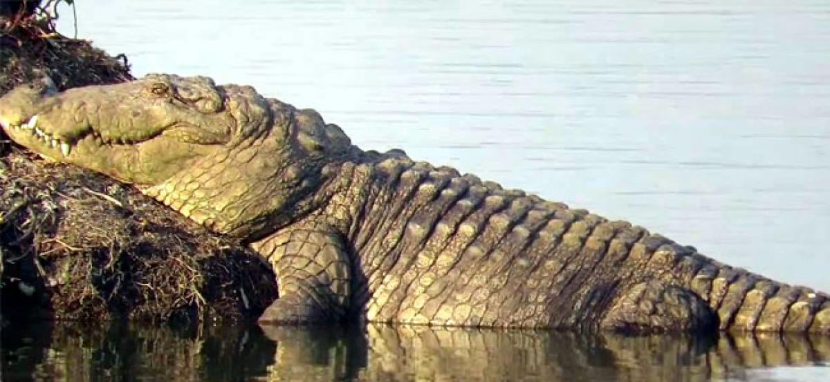 Man killed in crocodile attack in UP