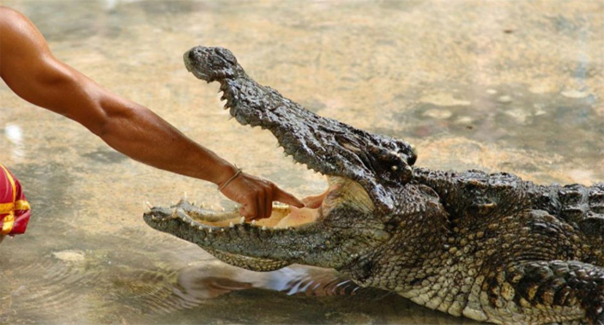 Crocodile Attacks Man