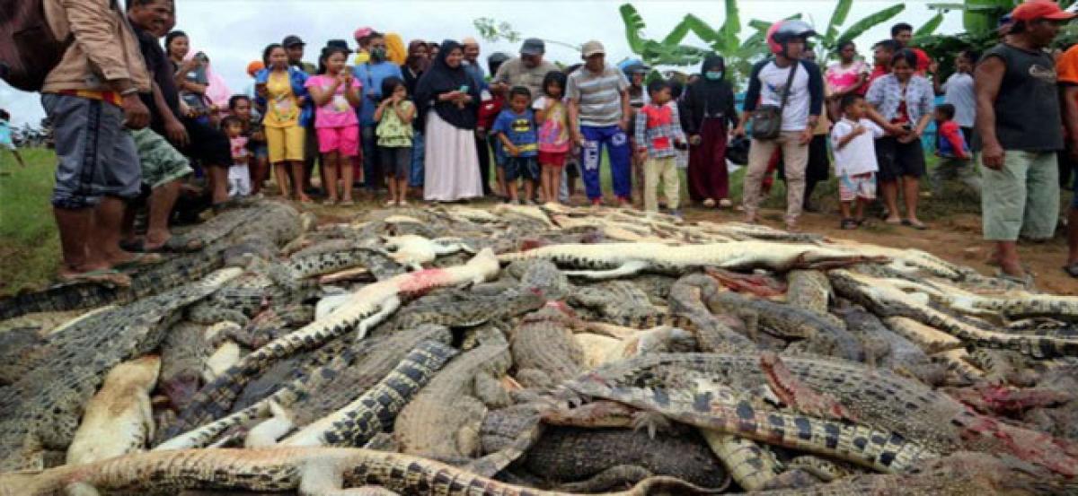 Revenge Attack on Wildlife: Indonesian villagers slaughter nearly 300 crocodiles with knives, hammers and clubs