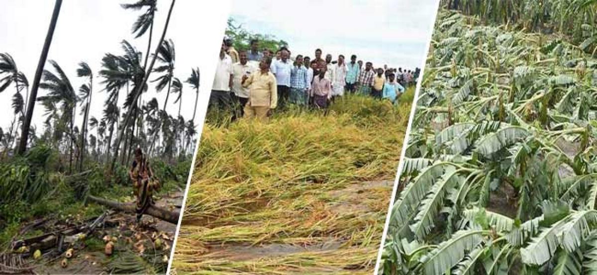 Enumerate crop damage accurately -Minister for agriculture directed officials