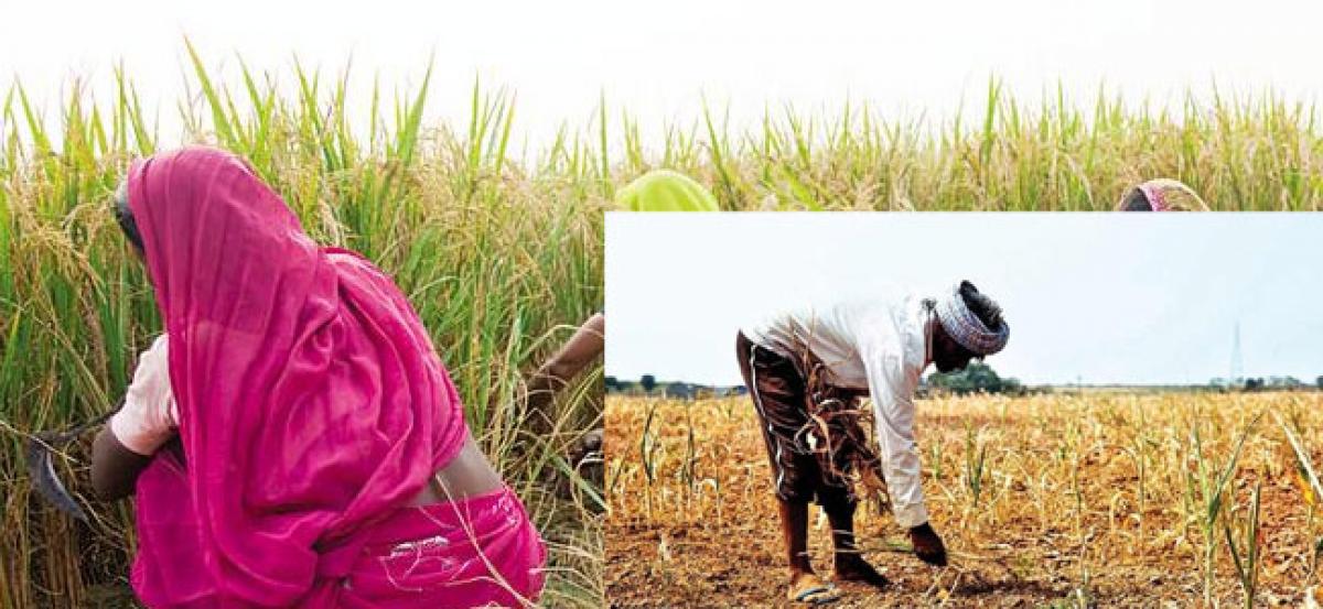 More than 35k farmers did not benefit from crop loan waiver scheme in Telangana