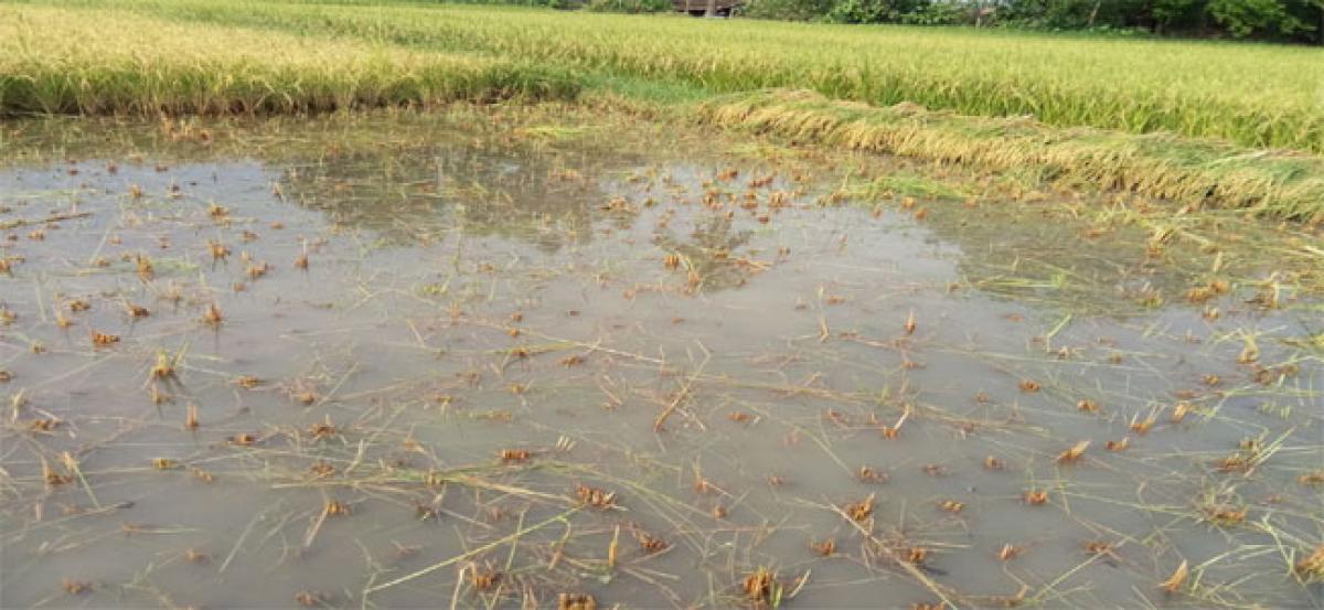 Thunder storm damages paddy in Tandur