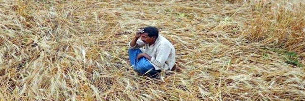 Crop insurance scheme has benefited farmers more