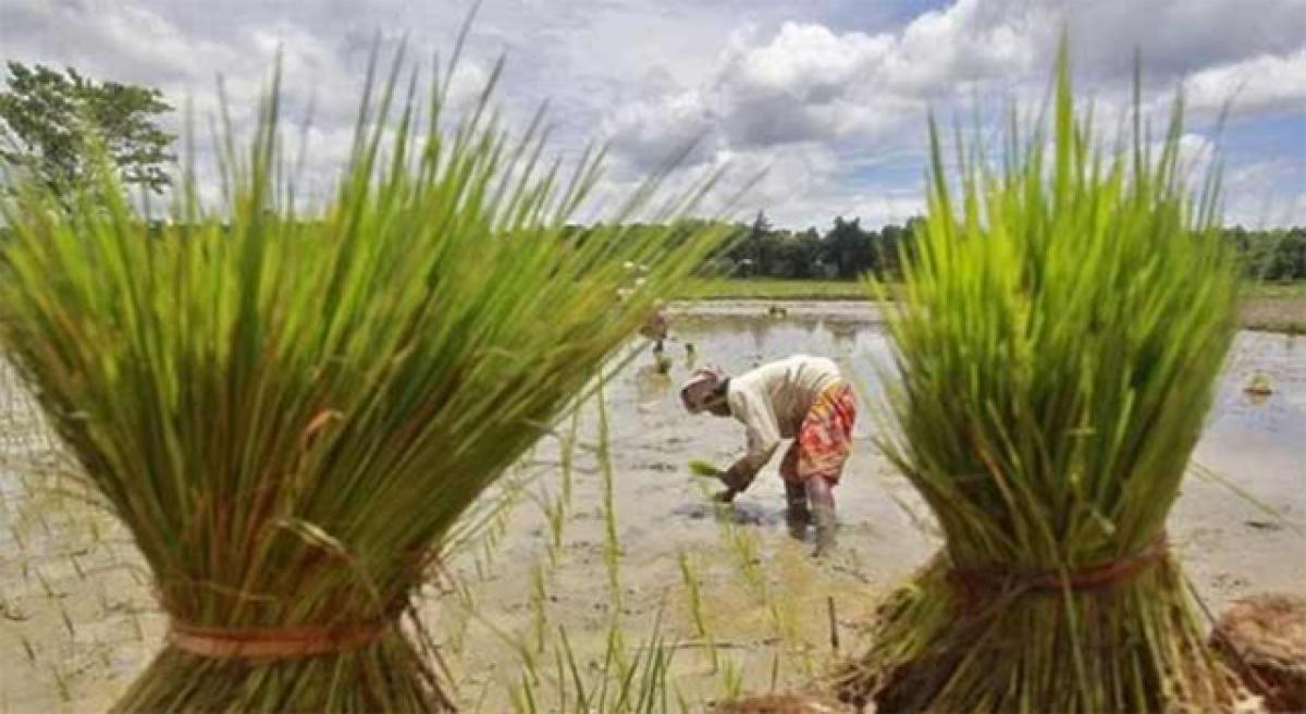 Nellore fails to enrol its major crops in National Agriculture Market