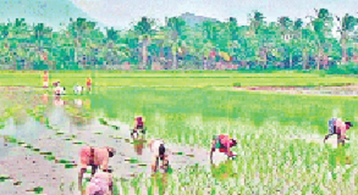 Sowing to start from July in Krishna district