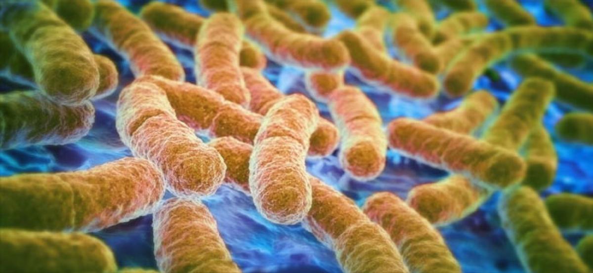 Gut bacteria can hack into body clock to make you fat