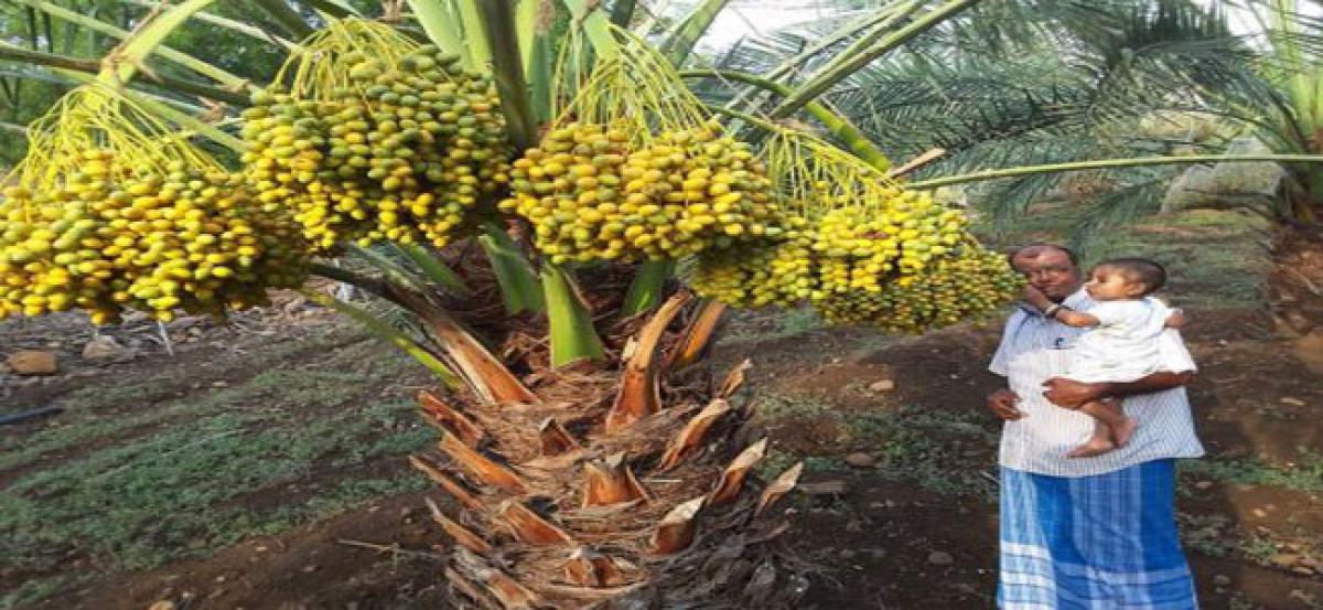 Ananta farmer successful in cultivation of dates