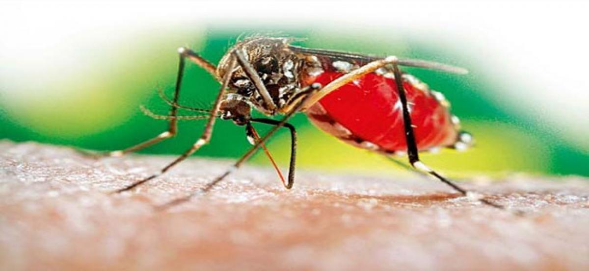Dengue fear grips  Kukatpally division