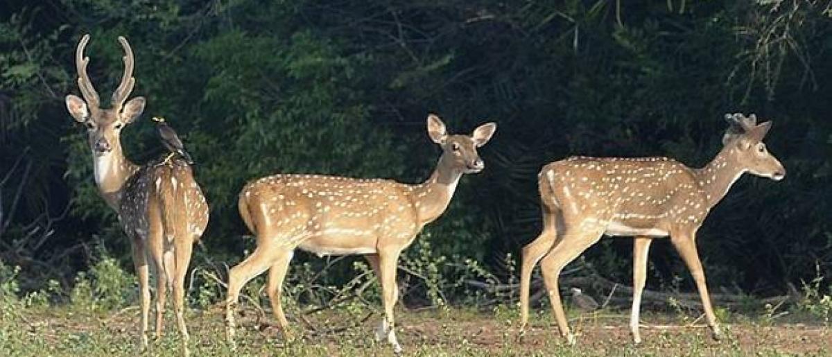 AP Govt urged to establish deer park