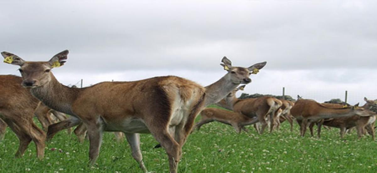 Deer damage crops, farmers seek relief