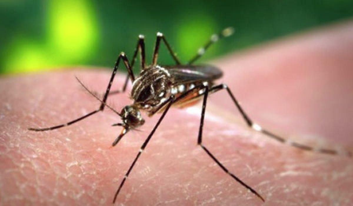 Dengue cases surge in Hyderabad