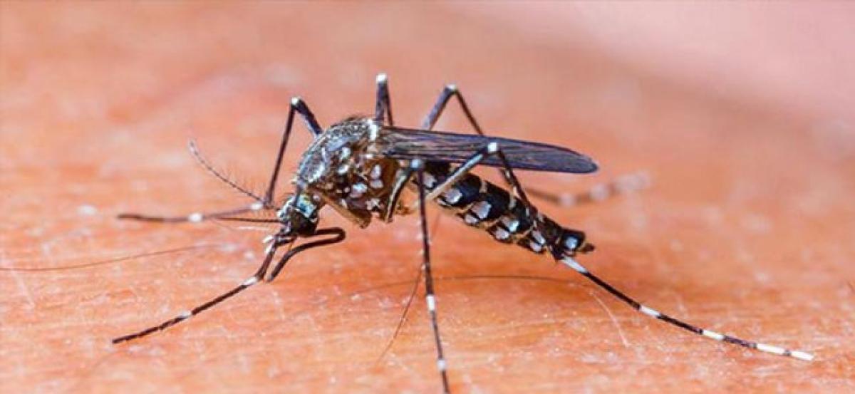 Telangana: 120 dengue cases reported in 20 days