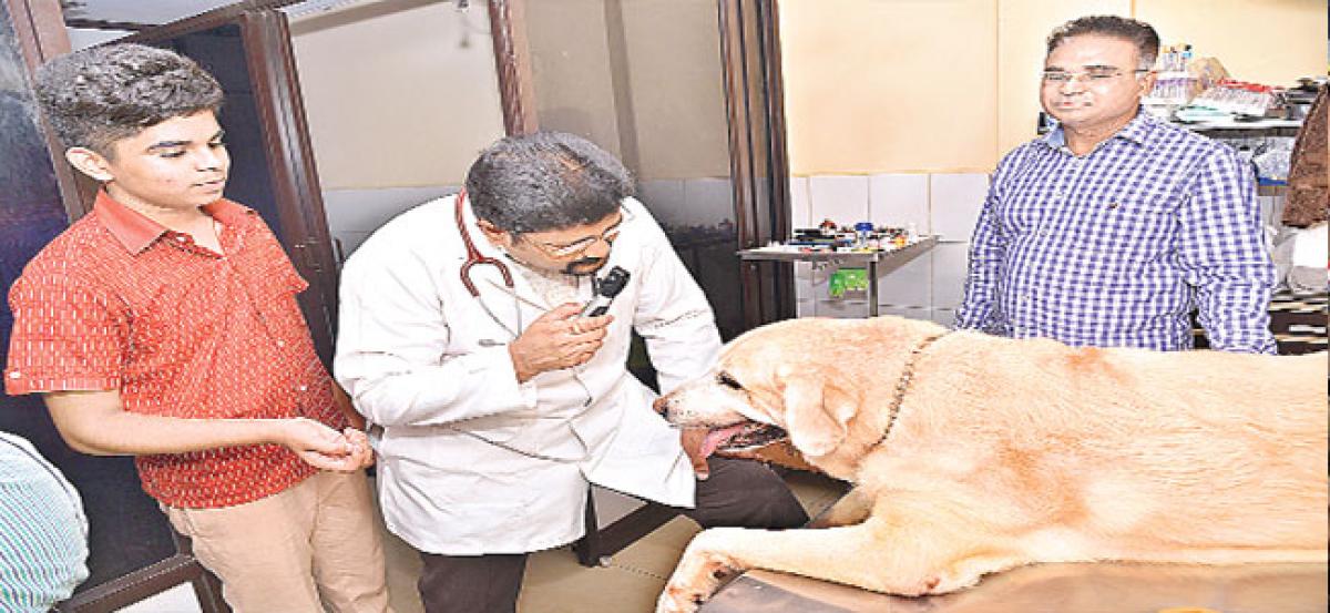 Diabetes among pet dogs increasing in Andhra Pradesh