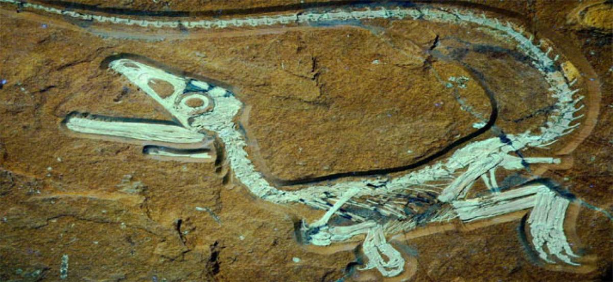 Dinosaur remains found at rediscovered old site in Australia