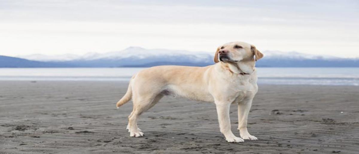 This hormone could be making your dog aggressive