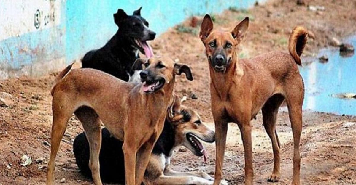 Stray dogs poisoned in Hyderabad? Case filed after deaths of 100 cannines