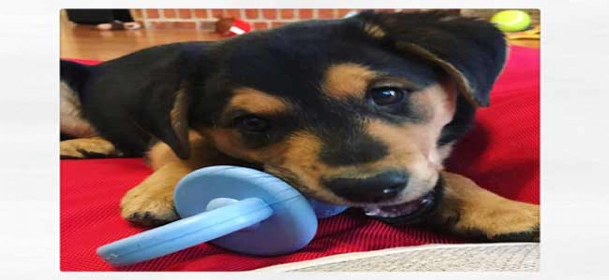 Twitter comes to puppy’s aid in Hyderabad