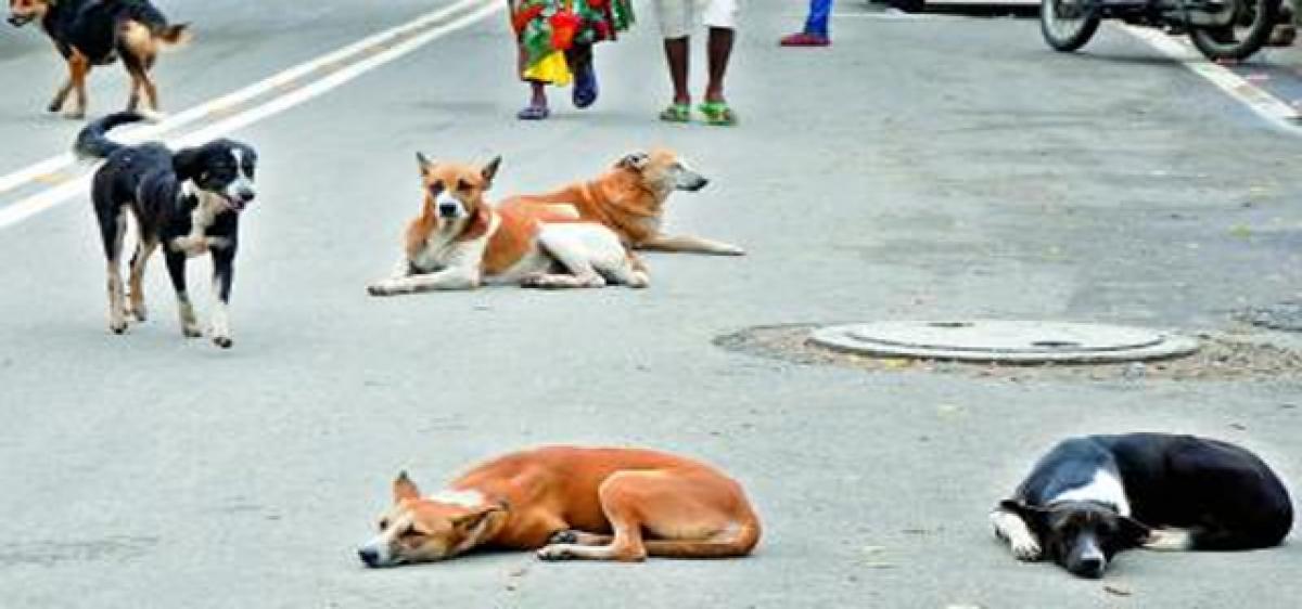 15 hurt in stray dog attacks