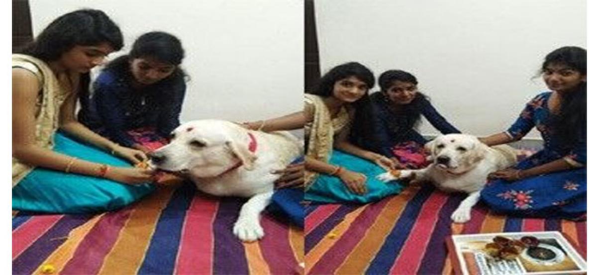 Owners tie rakhi to dog