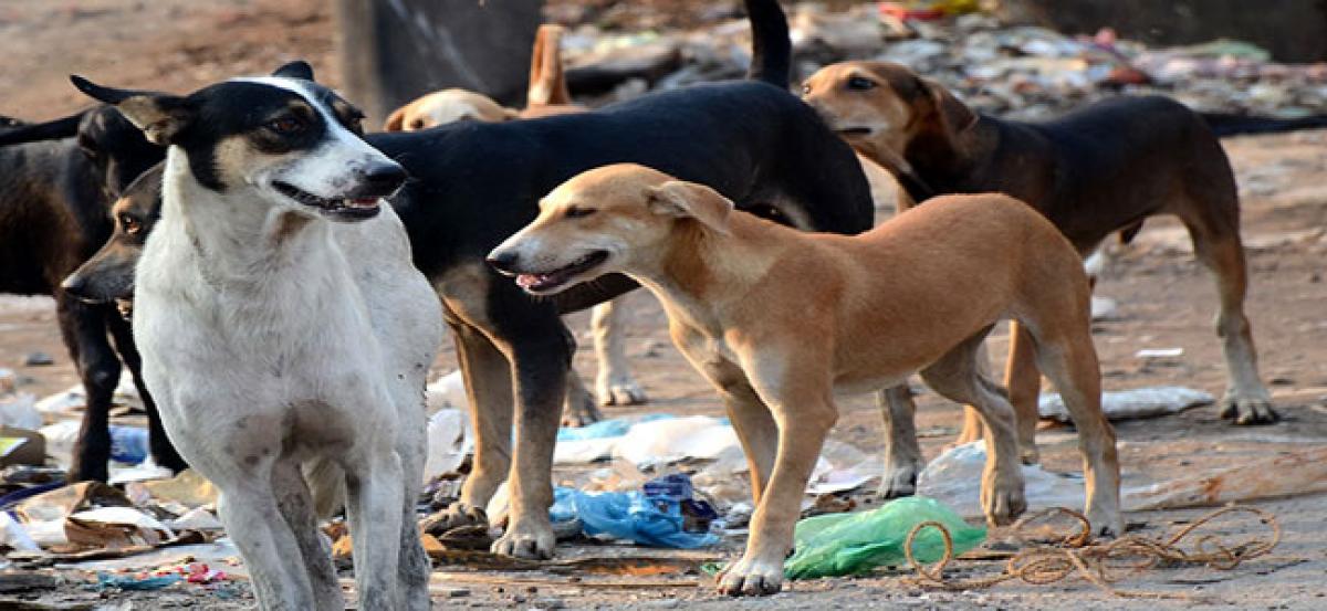 Who killed 50 stray dogs?