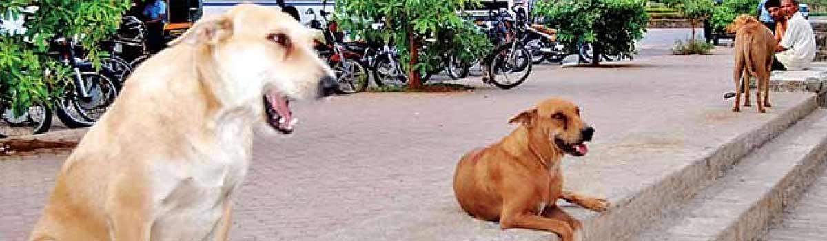 Two men shoot at stray dog after robbing man in Delhi