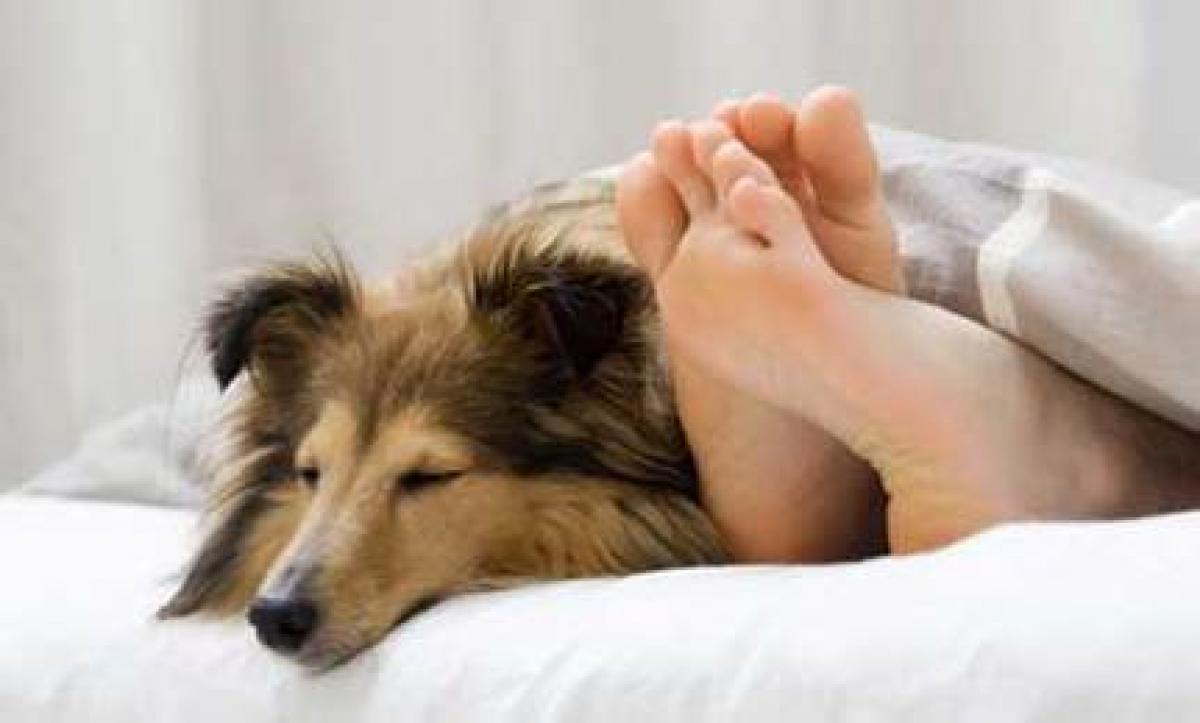 Sleeping with pet in bed affects quality of sleep