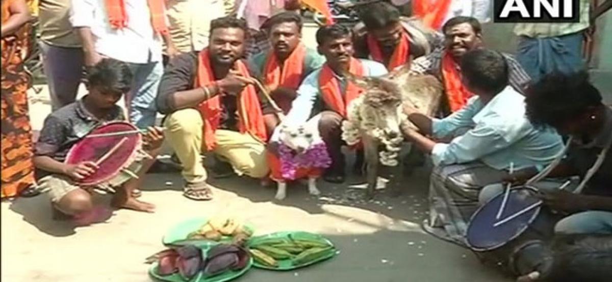 Dog, donkey married amid Valentines Day protest in Chennai