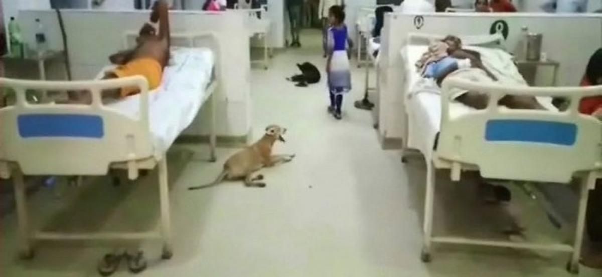 Stray dogs spotted inside Hardoi District Hospital wards