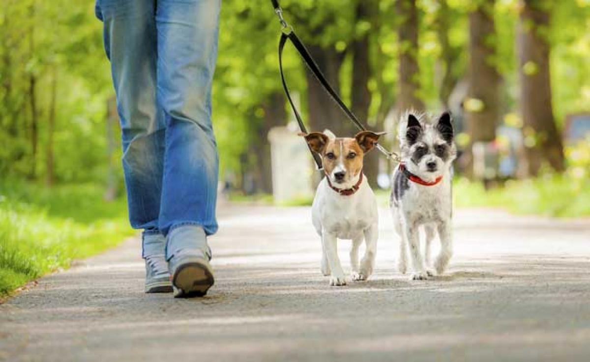 Chinese Man Investigated For Cutting Noisy Dogs Vocal Cords