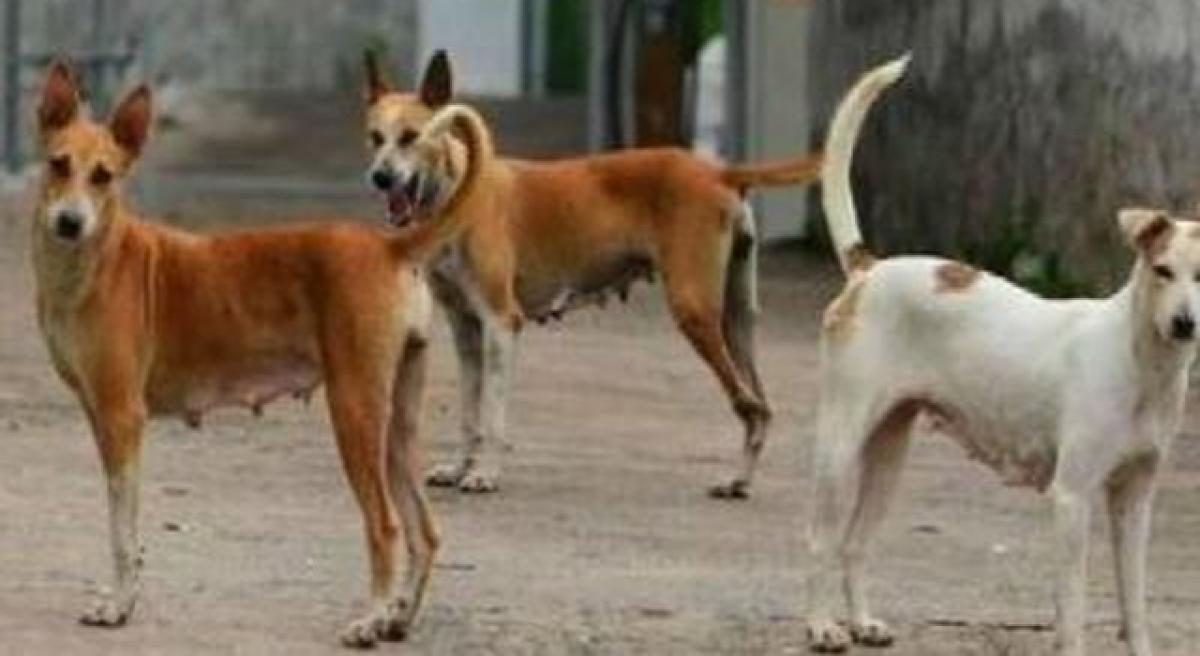 Stray dogs attack, 25 including 18 kids injured