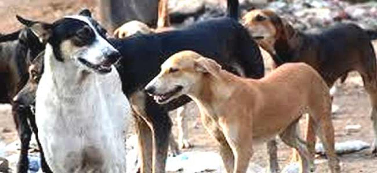 Andhra Pradesh: Stray dogs maul nine-year-old boy to death