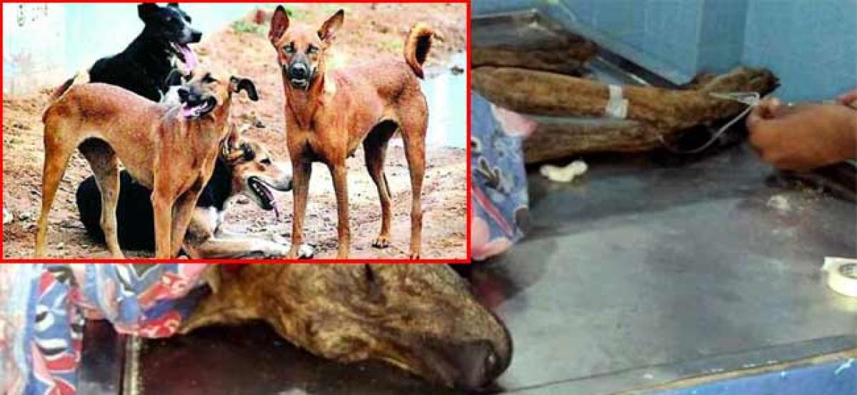 GHMC denies poisoning street dogs for Ivanka Trumps’ visit