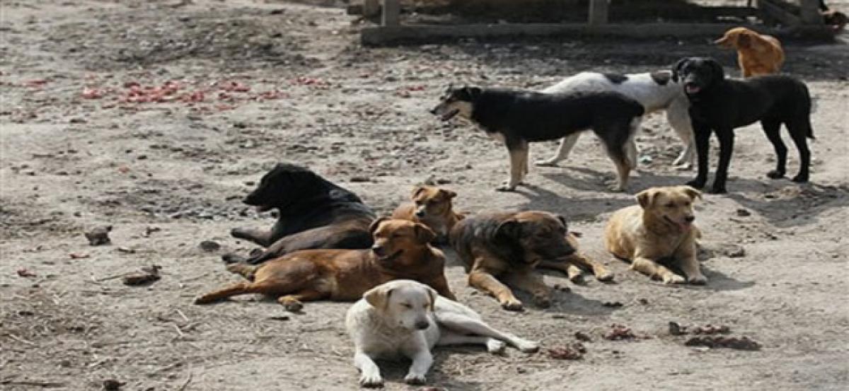 50 dogs beaten mercilessly in LB Nagar