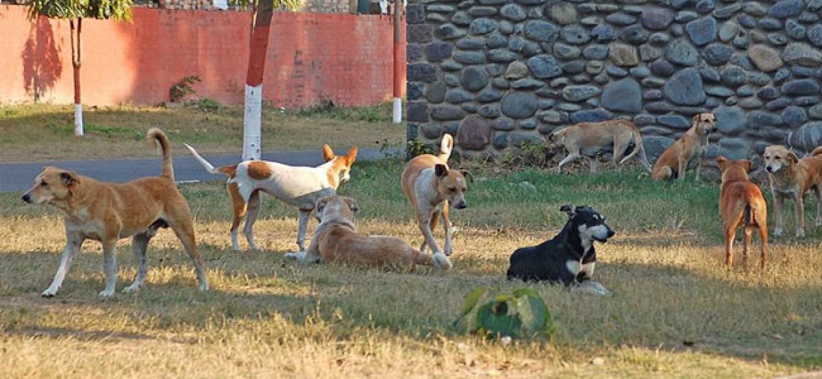 Law for pet dogs in Kerala in the offing, says CM Pinarayi Vijayan