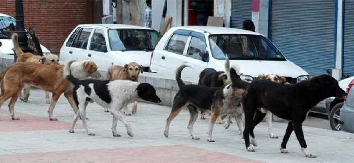 Stray dogs pose a grave threat