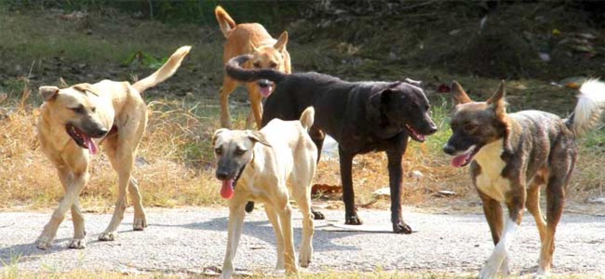 100 stray dogs culled in Telangana, case registered