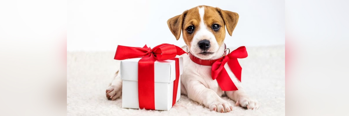 Here’s why gifting animals during festive season is not a good idea