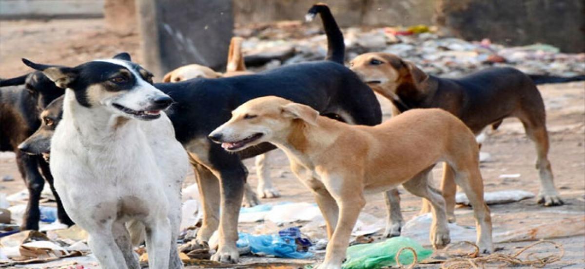 Stray dog menace at Chandrayangutta