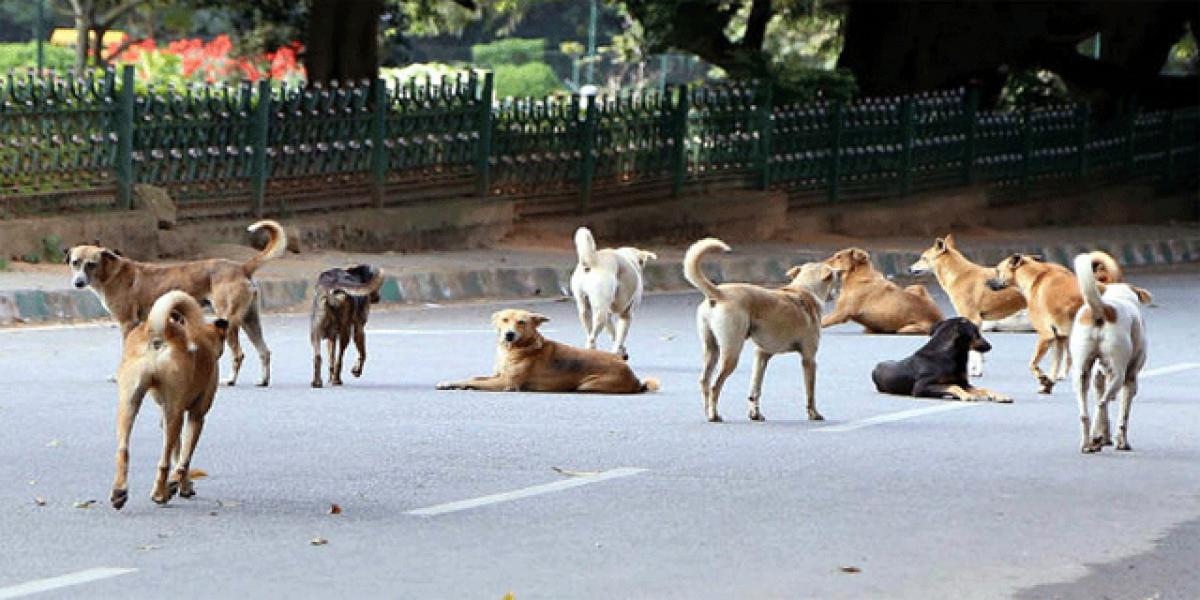 4-year-old killed in stray dogs attack